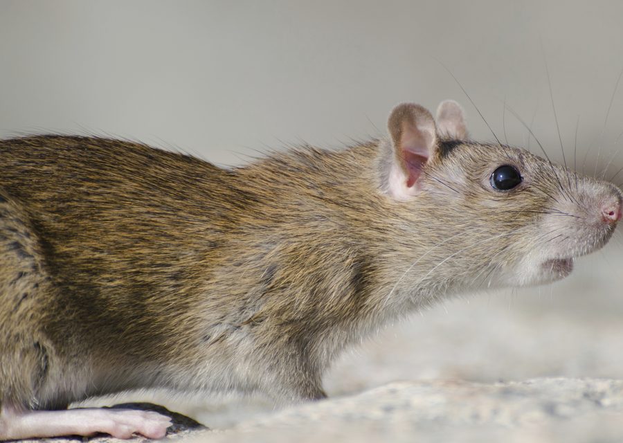 Wildlife damage repair in Telford