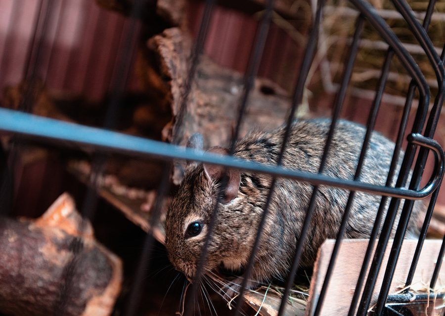 Wildlife damage repair in Alcoa