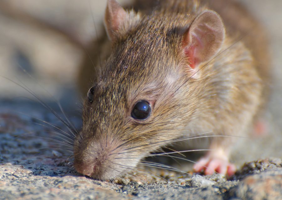 Wildlife damage repair in Prairie Grove