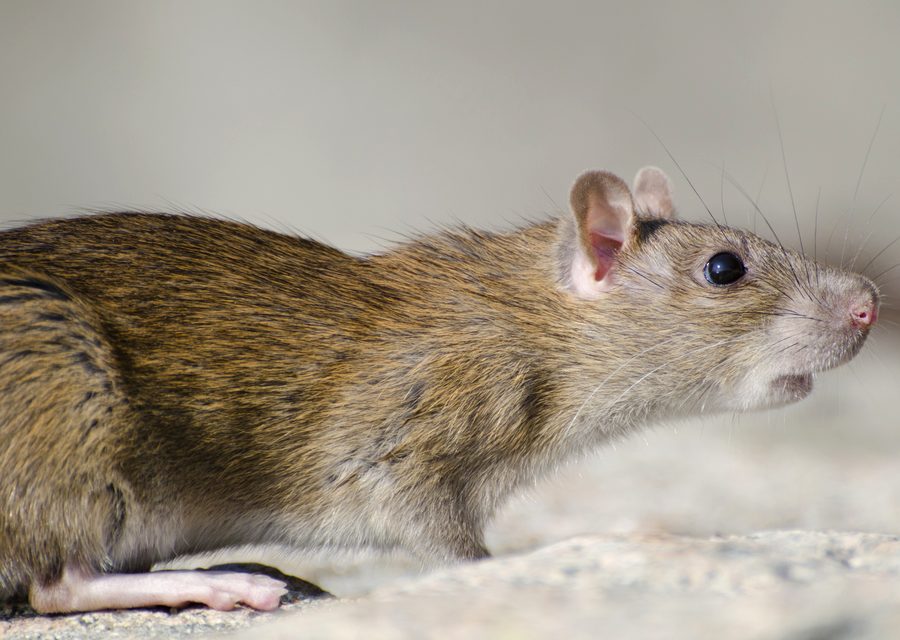 Wildlife damage repair in Jefferson City