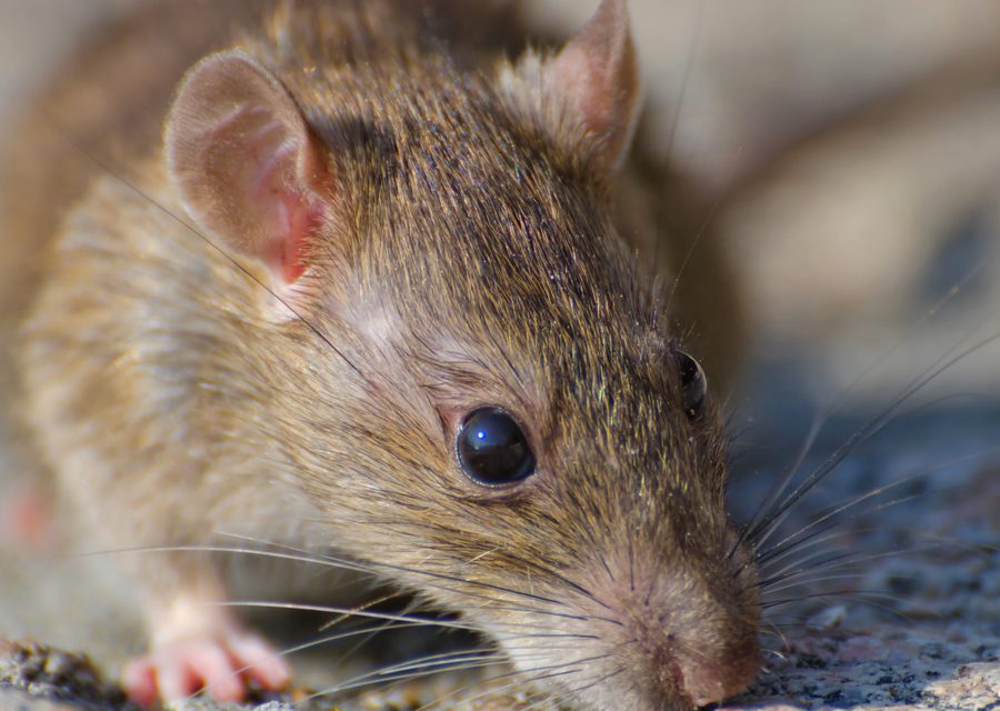 Wildlife damage repair in Elkins