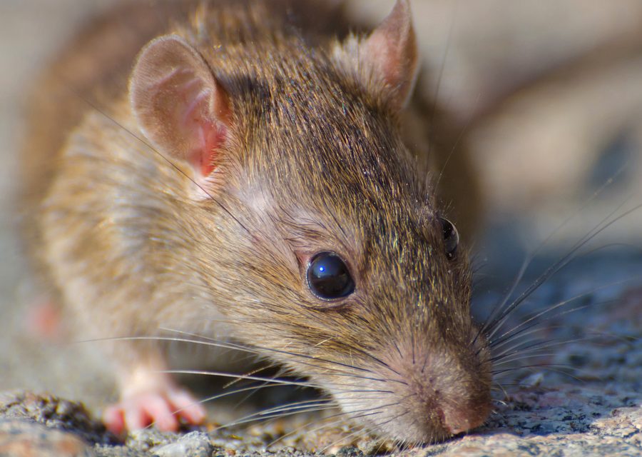 Wildlife damage repair in Mountainburg