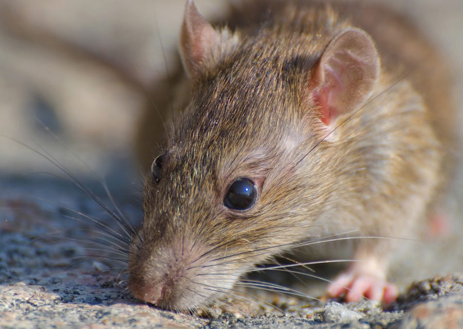 Wildlife damage repair in South Whitehall