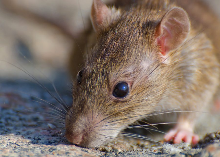 Wildlife damage repair in Corryton