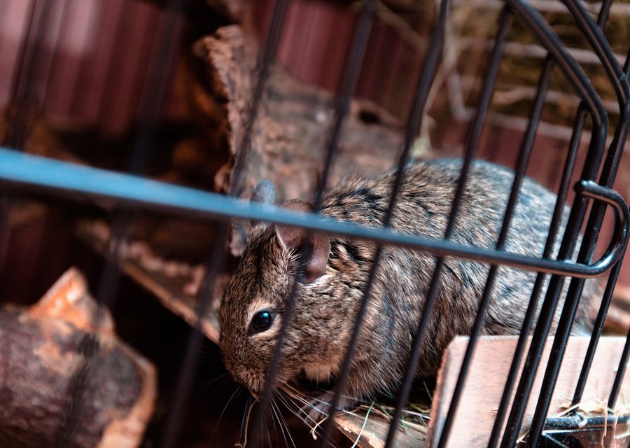 Wildlife damage repair in Chuckey