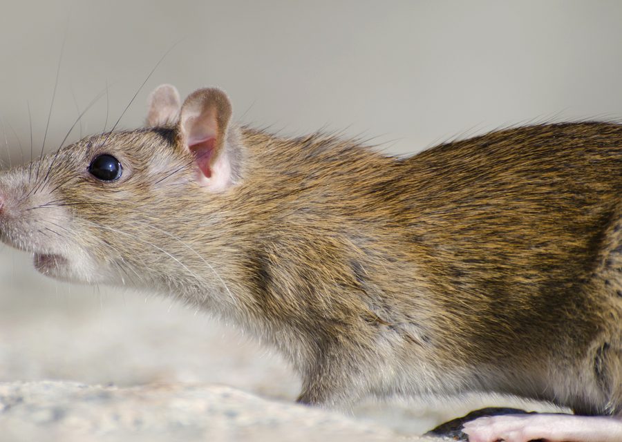 Wildlife damage repair in Commerce