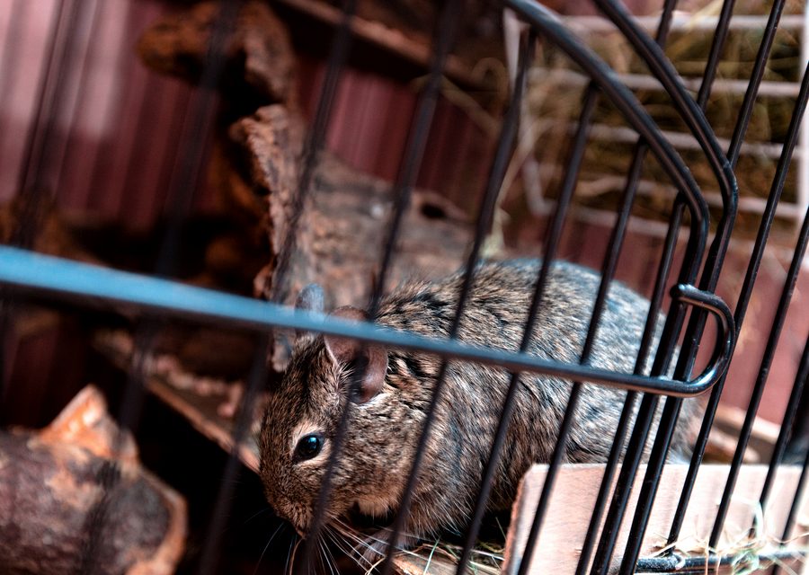 Wildlife damage repair in Walled Lake