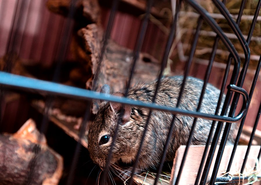 Wildlife damage repair in Midway