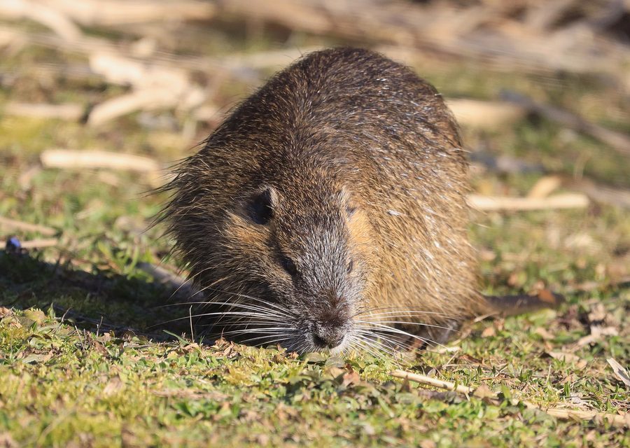Wildlife damage repair in Greensboro