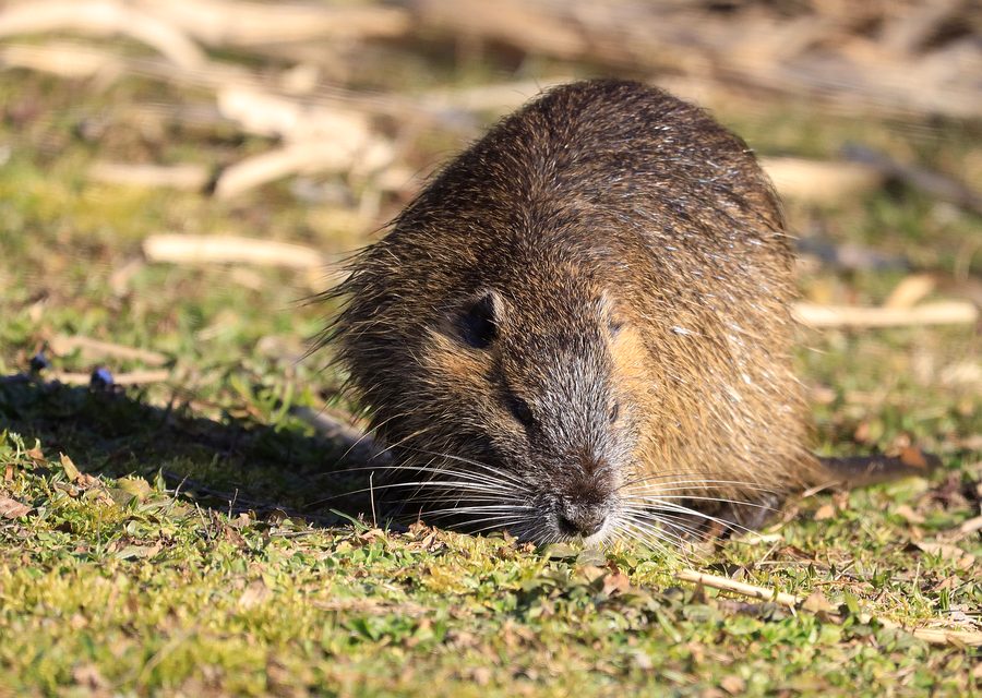 Wildlife damage repair in Waterford