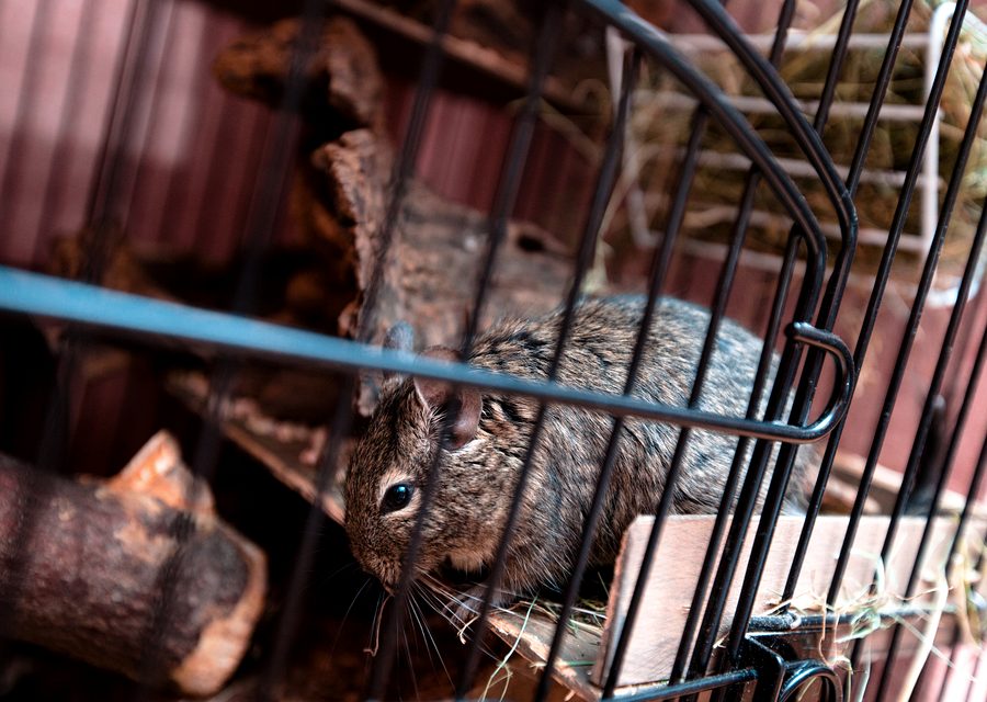 Wildlife damage repair in Bellaire