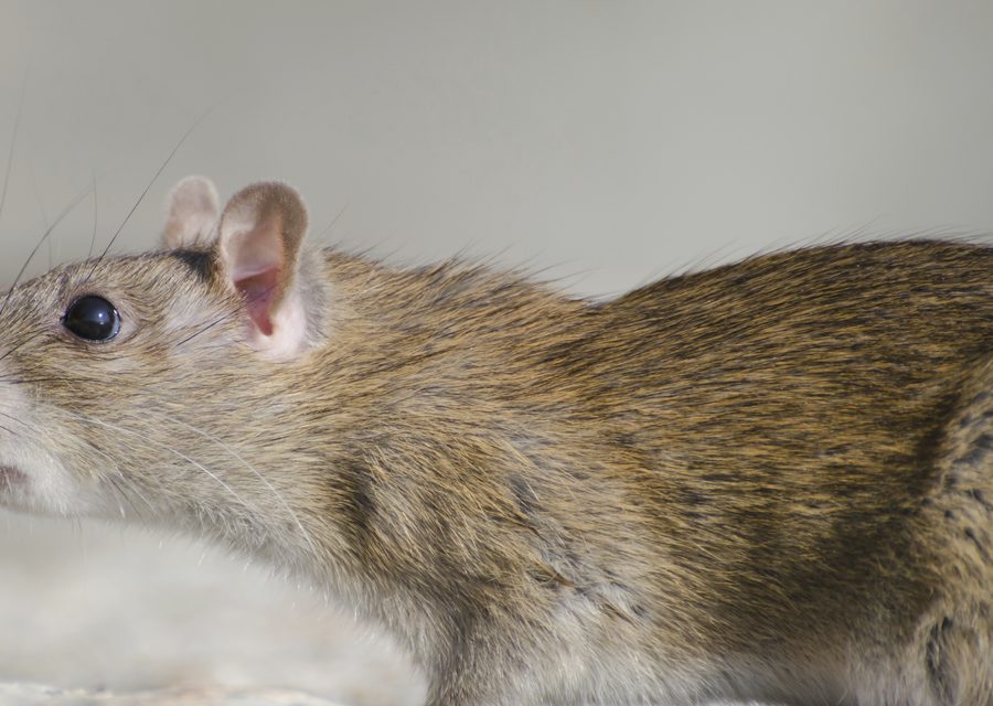 Wildlife damage repair in Sneedville