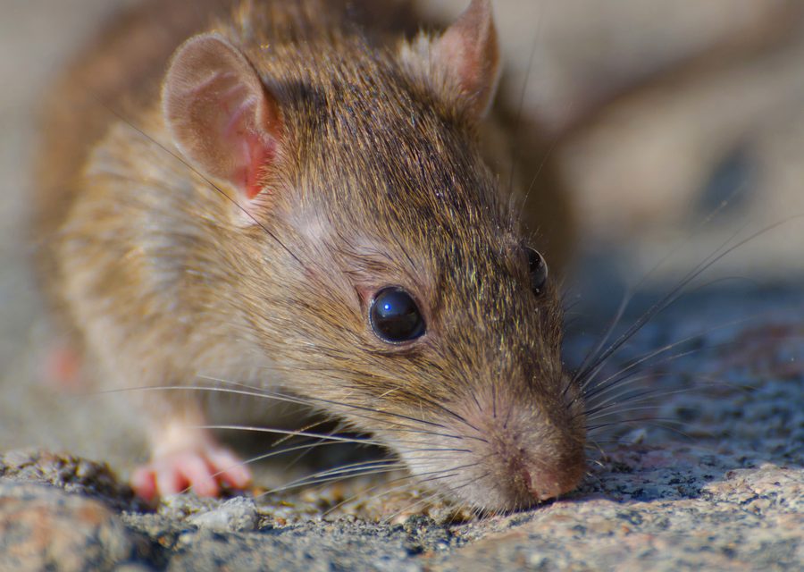 Wildlife damage repair in Houston