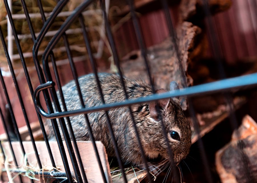 Wildlife damage repair in Jellico