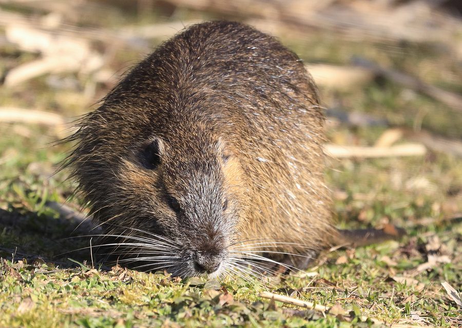 Wildlife damage repair in Goodman