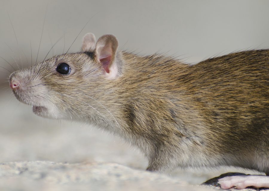 Wildlife damage repair in Afton