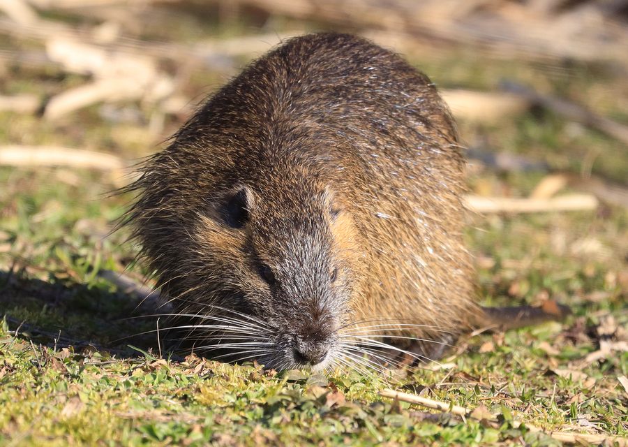 Wildlife damage repair in La Follette