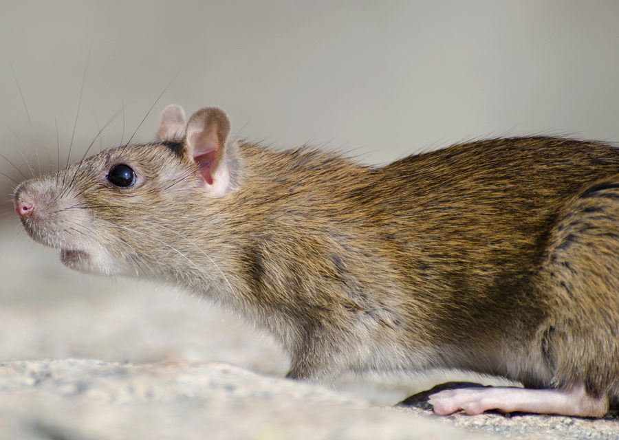 Wildlife damage repair in Rutledge
