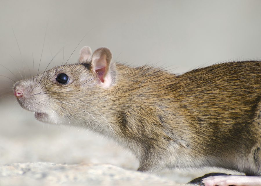 Wildlife damage repair in Friendsville