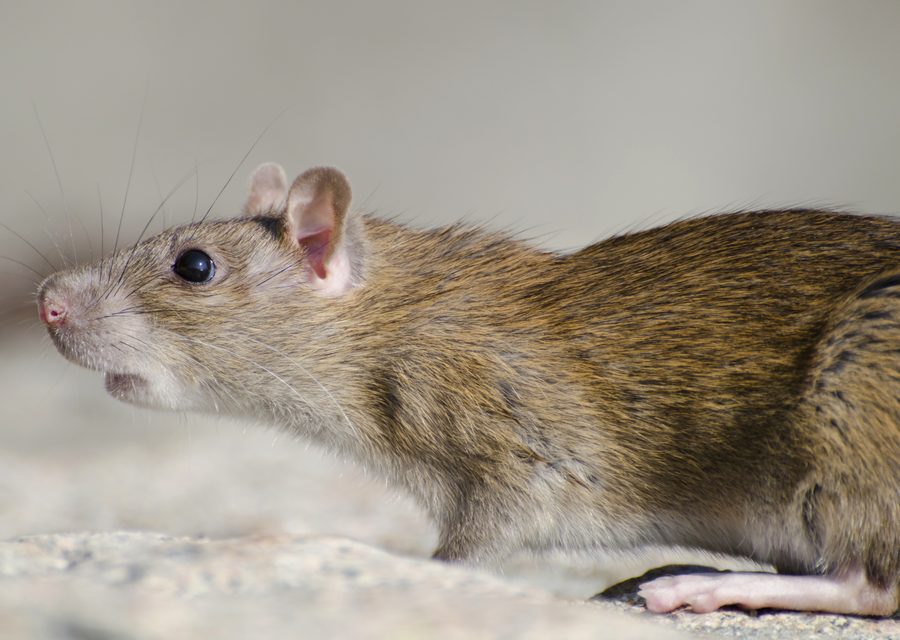 Wildlife damage repair in Pigeon Forge