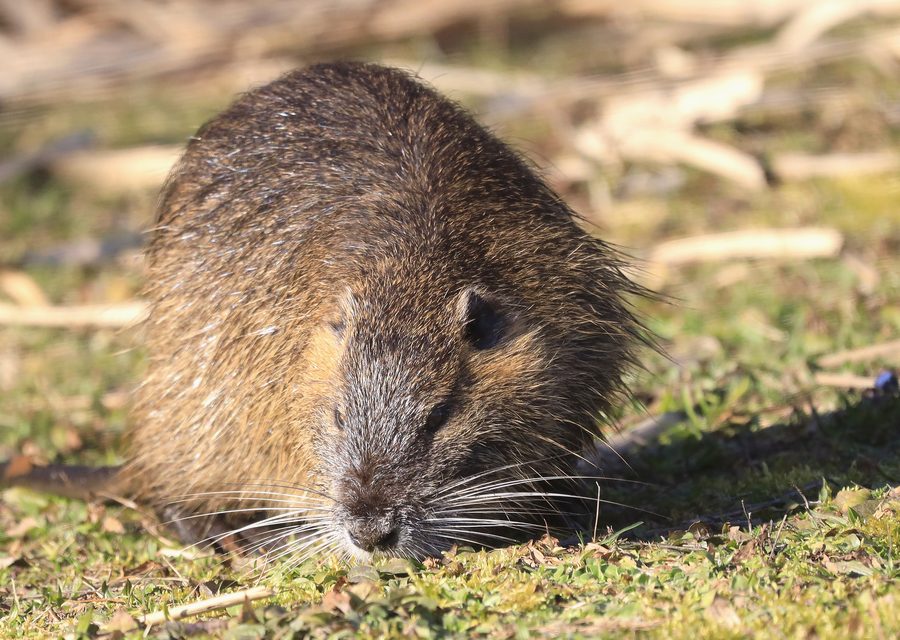 Wildlife damage repair in Seligman