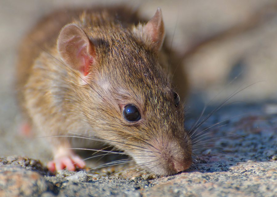 Wildlife damage repair in Tazewell