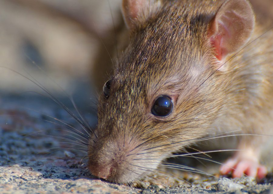 Wildlife damage repair in Sunbright