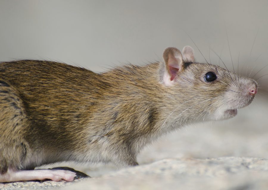 Wildlife damage repair in Pinckney