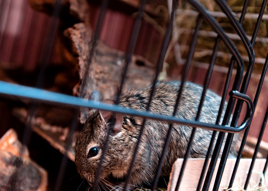 Wildlife damage repair in Palm City