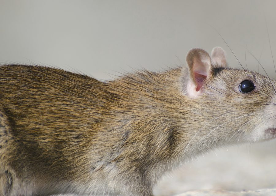 Wildlife damage repair in Bogart