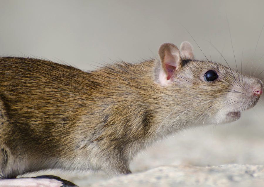 Wildlife damage repair in Farmington Hills