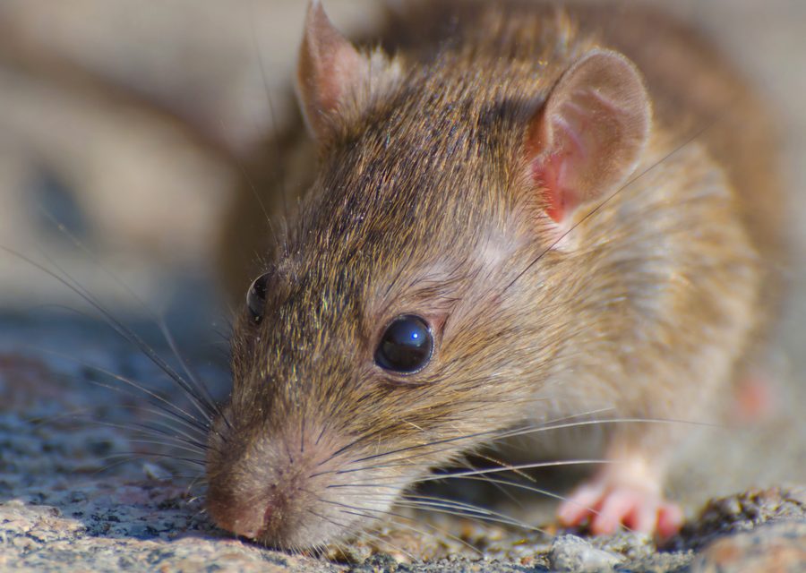 Wildlife damage repair in Newport