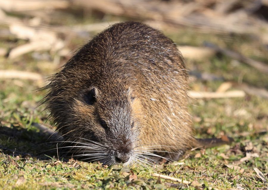 Wildlife damage repair in Jensen Beach