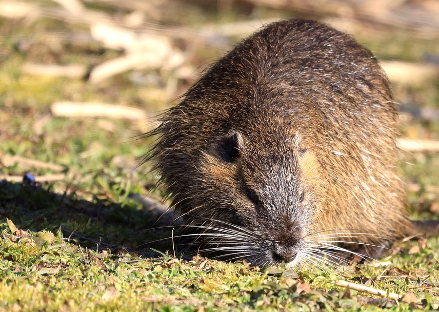 Wildlife damage repair in Gravette