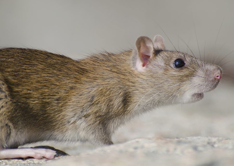 Wildlife damage repair in Sugar Land