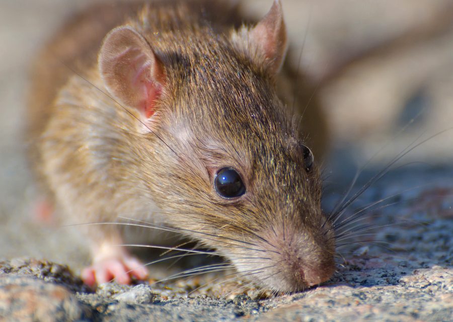 Wildlife damage repair in West Bloomfield
