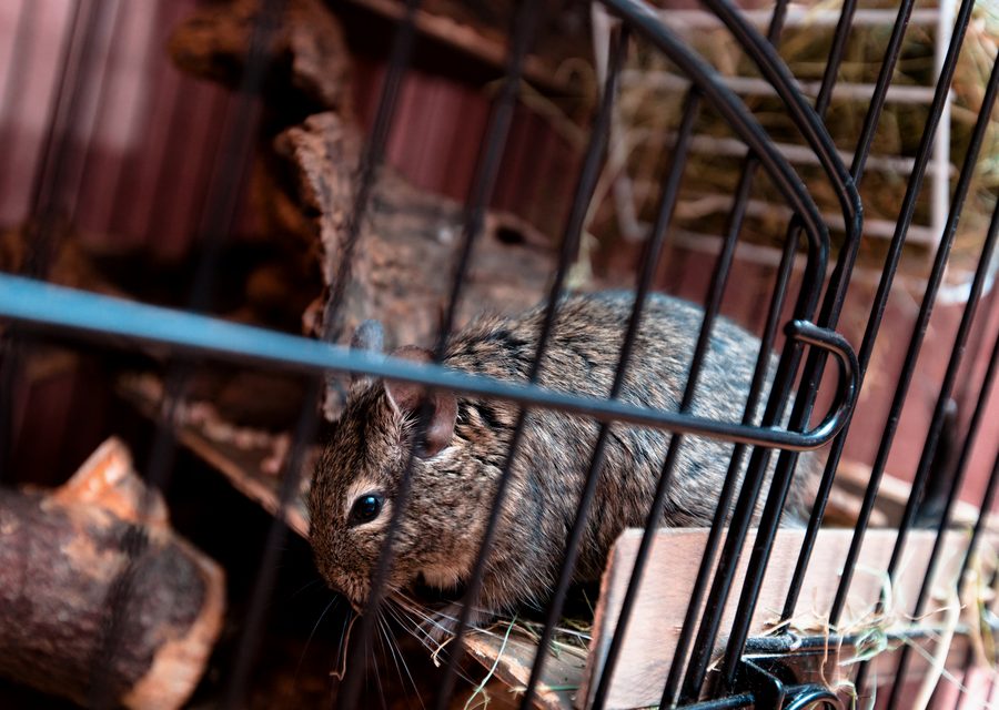 Wildlife damage repair in Walnutport