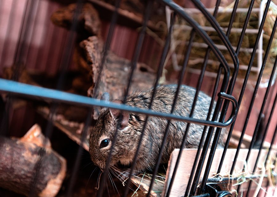 Wildlife damage repair in Highland