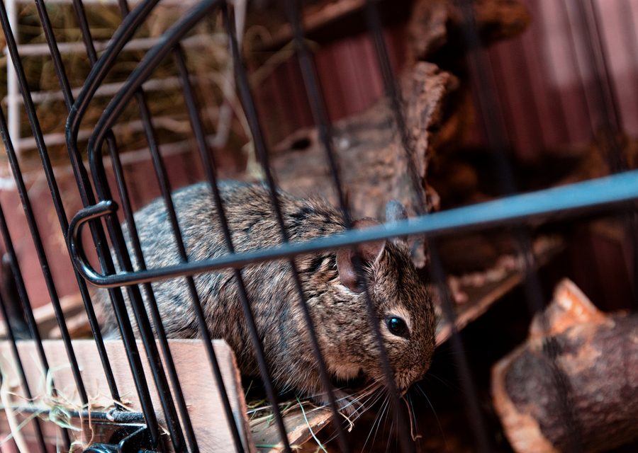 Wildlife damage repair in Rockwood
