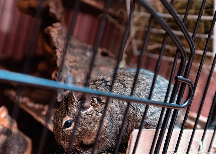 Wildlife damage repair in Bluff City