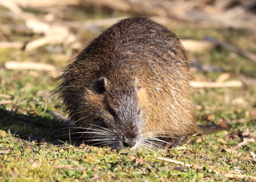 Wildlife damage repair in Fulshear