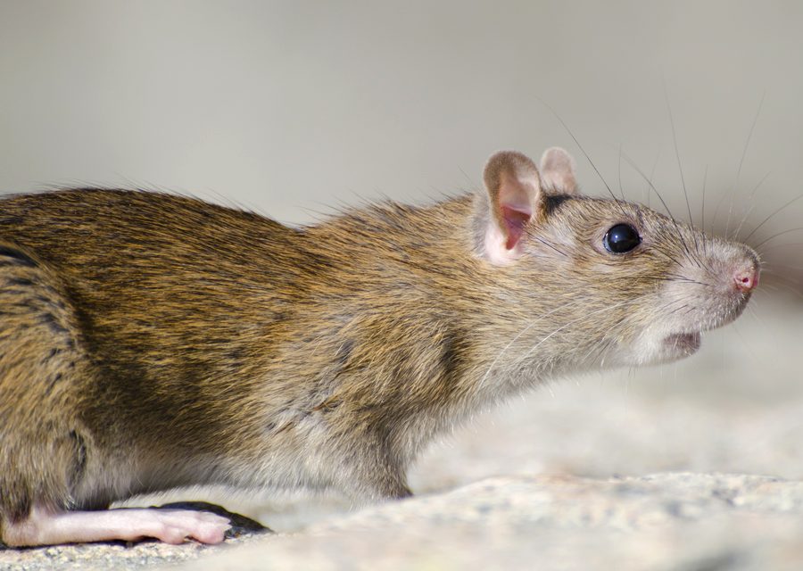 Wildlife damage repair in Novi