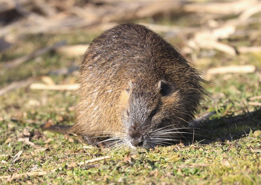 Wildlife damage repair in Lenoir City